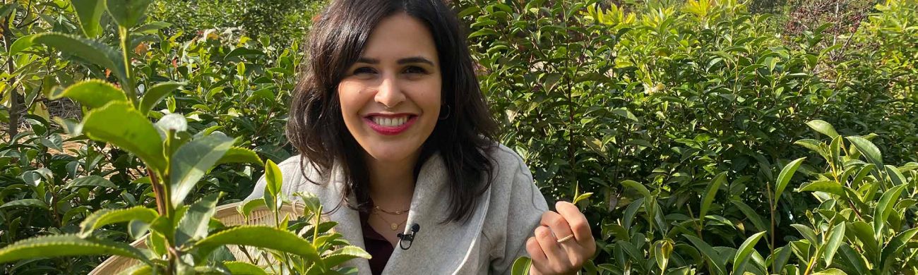 das_gleiche_in_gruen_kadriert